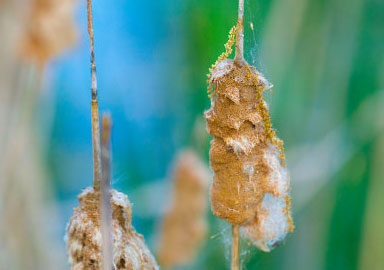 便宜的购买网站求推荐的在线手机号轰炸机